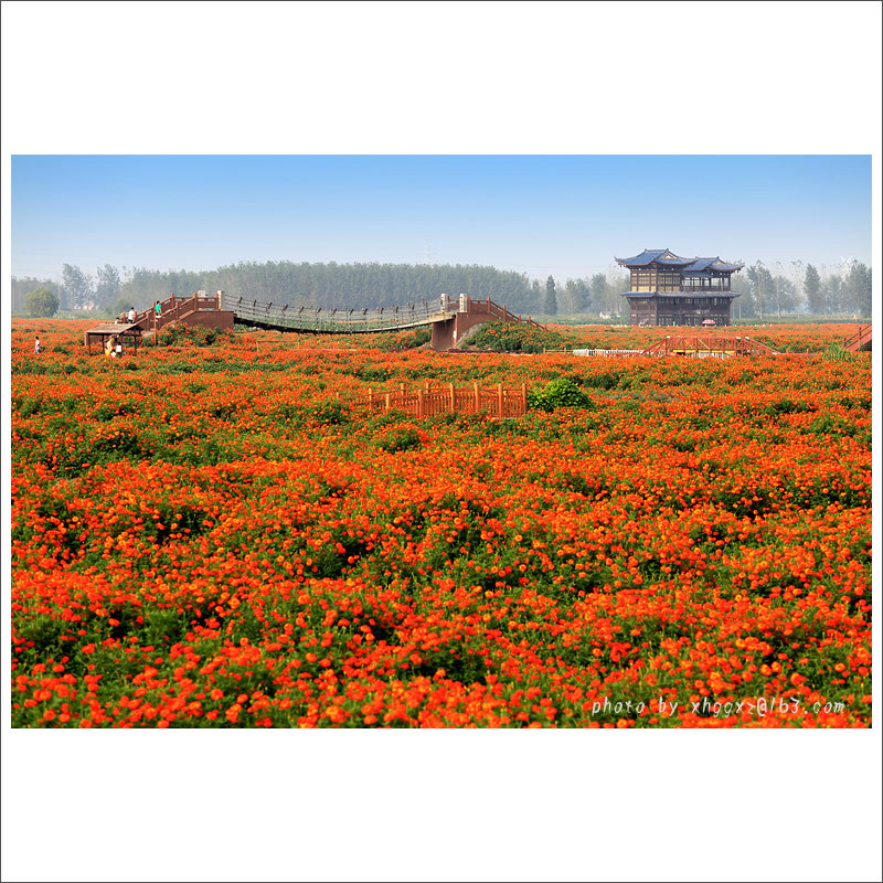 千垛景区(千岛菜花风景区) 千垛景区(千岛菜花风景区)