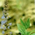 紫参(茜草目茜草科植物)