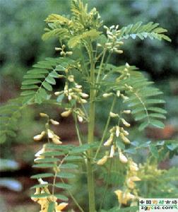 黄芪 黄芪