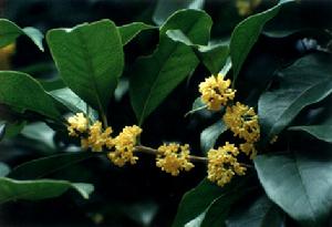 金桂王茶 金桂王茶