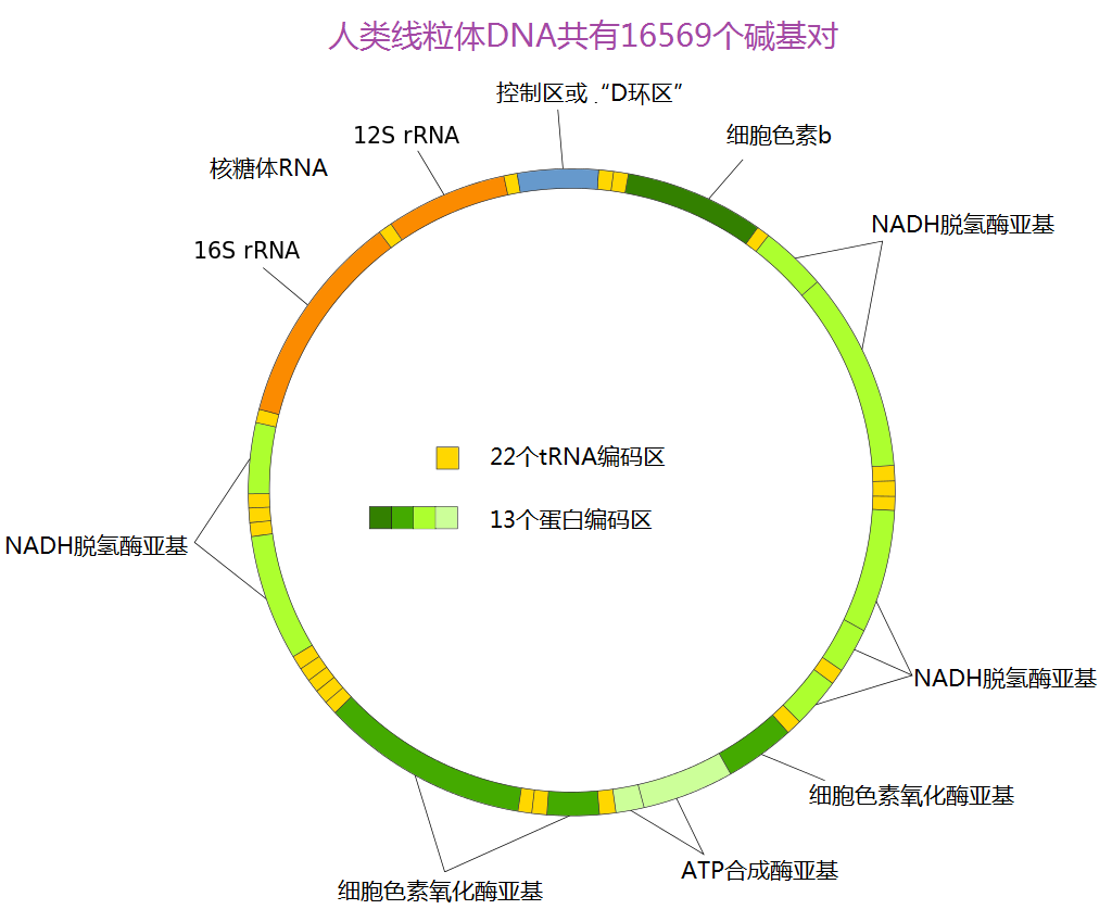 人类线粒体DNA 人类线粒体DNA