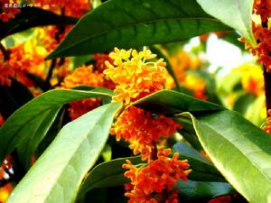 桂花 桂花