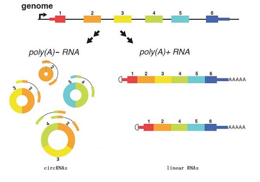 环状RNA