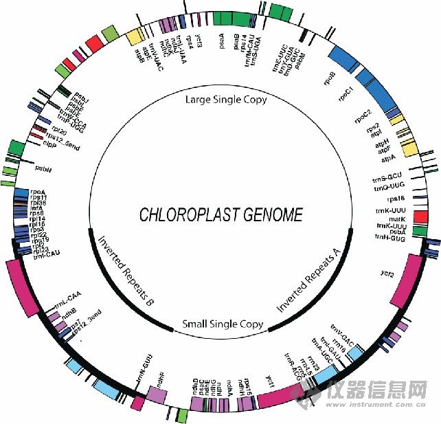 叶绿体DNA 叶绿体DNA