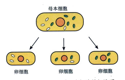 细胞质遗传 细胞质遗传