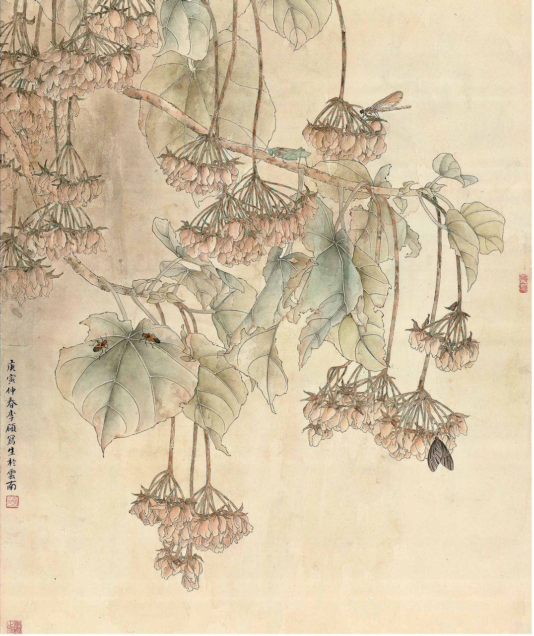 非州芙蓉 非州芙蓉