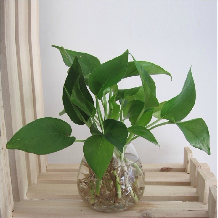绿萝(常绿藤植物) 绿萝(常绿藤植物)