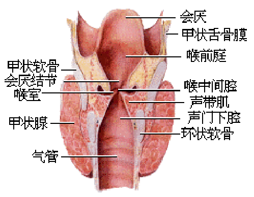 喉咙 喉咙