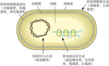 细菌结构 细菌结构