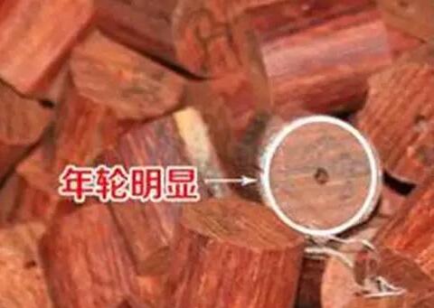 紫檀(豆科紫檀属乔木)
