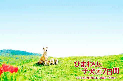 向日葵与幼犬的7天