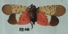 同翅目 同翅目