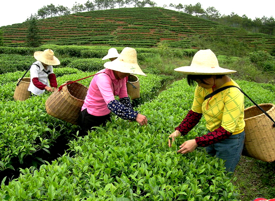採摘绿茶 採摘绿茶