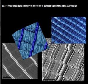 原子力显微镜观察到的图像 原子力显微镜观察到的图像