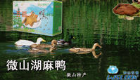 微山湖麻鸭 微山湖麻鸭