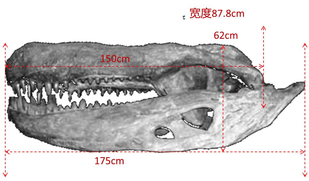 巴西普鳄