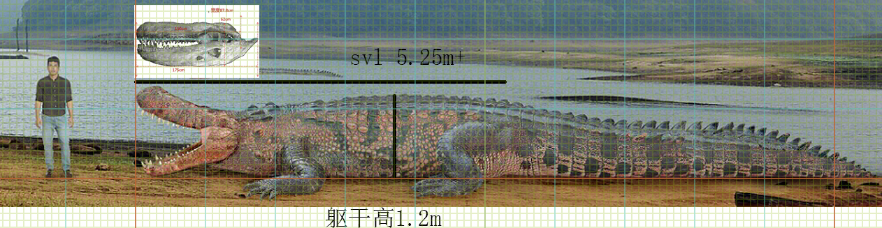 巴西普鳄