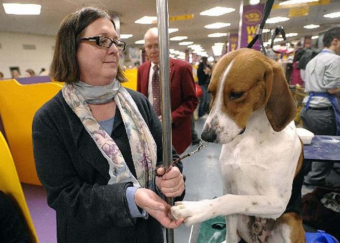 主人与猎狐犬 主人与猎狐犬