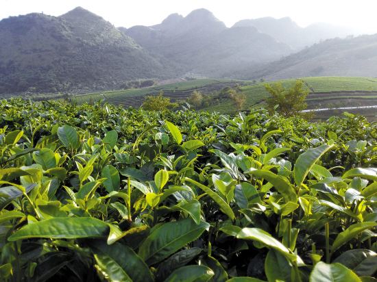 英德积庆里红茶谷