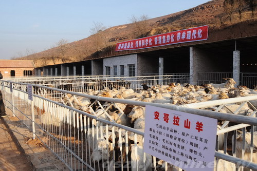 苏庄乡羊群品种良改工程 苏庄乡羊群品种良改工程