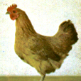 松滋鸡