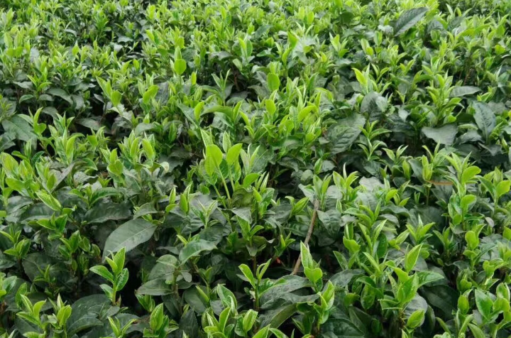 英德红茶