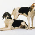 英国猎狐犬
