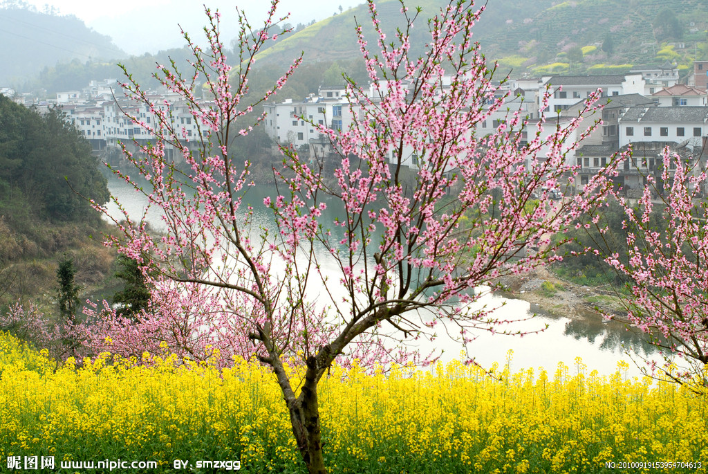 桃花村(山东省济南市莱芜区口镇桃花村)