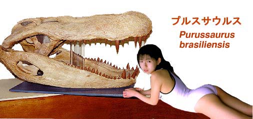巴西普鳄