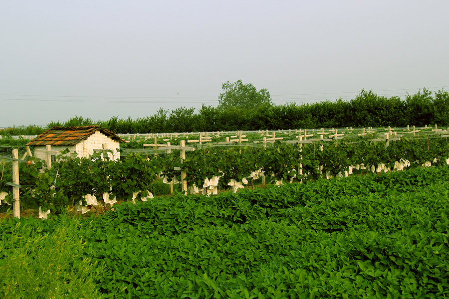公安葡萄种植基地 公安葡萄种植基地