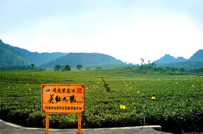 英德红茶基地