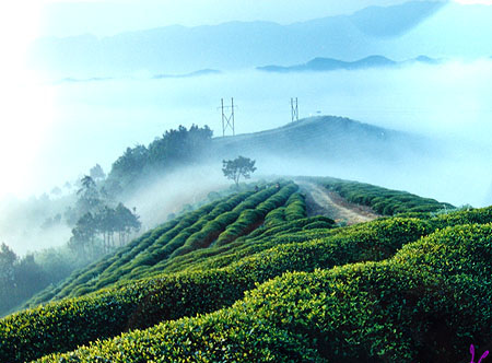 茶山风景区