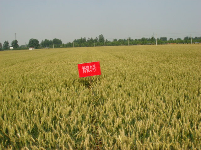 宝丰县