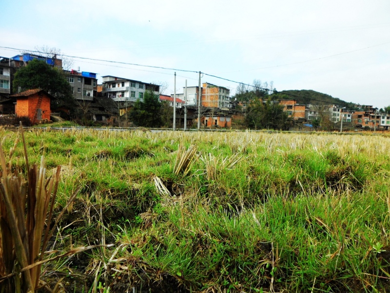 营上村 营上村