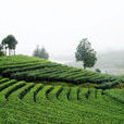 茶山风景区