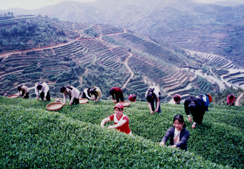 採茶歌 採茶歌
