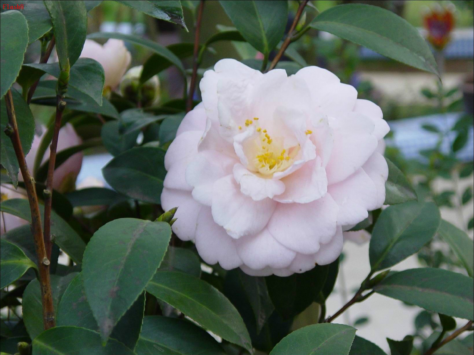 木兰茶花谷