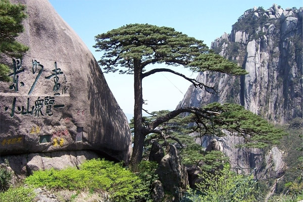 黄山迎客松