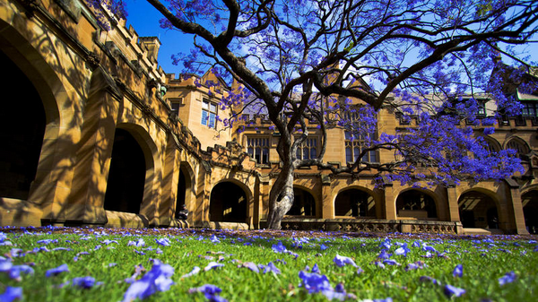 悉尼大学