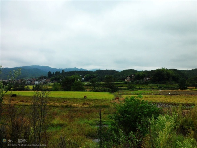 营上村 营上村