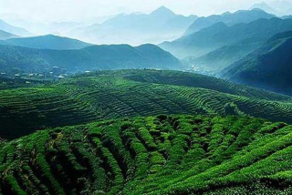 茶山风景区