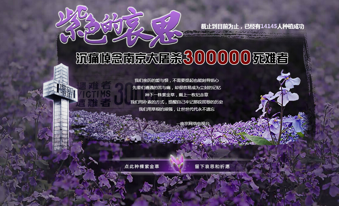 紫金草行动