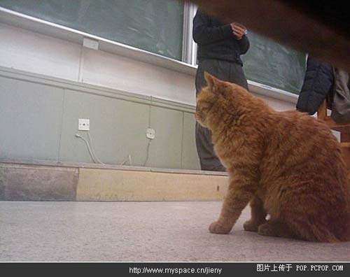 北大校猫