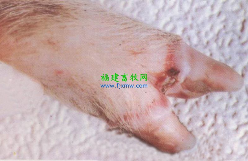 口蹄疫病表现 口蹄疫病表现