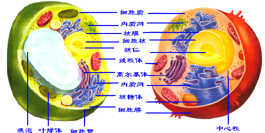 细胞结构 细胞结构