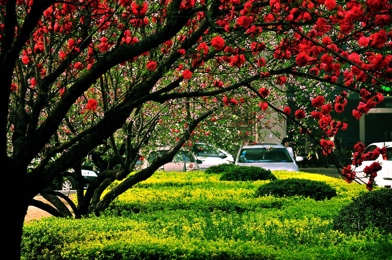 南京农业大学