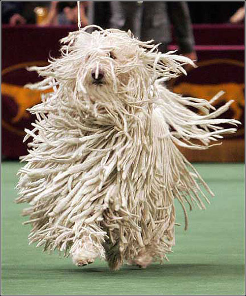 可蒙犬 可蒙犬