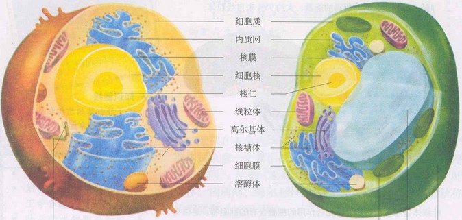 植物、动物细胞比较图 植物、动物细胞比较图