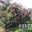 史家村(陕西省鹹阳市武功县普集镇下辖村)