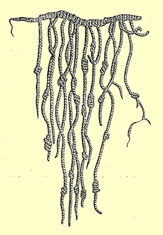结绳文字 结绳文字